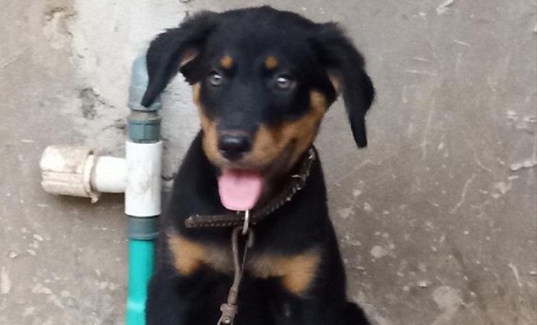 Young Female Mixed Breed Rottweiler