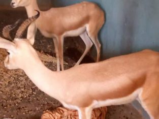 Male And Female Gazelles For Sale