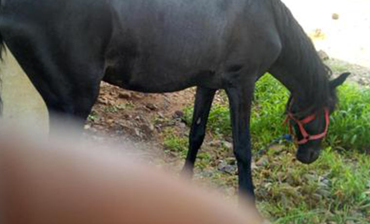Male And Female Horse For Sale