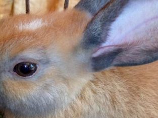 Pure Bred Hylaquine Bunnies