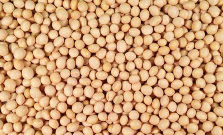 Soya Beans – 1000KG