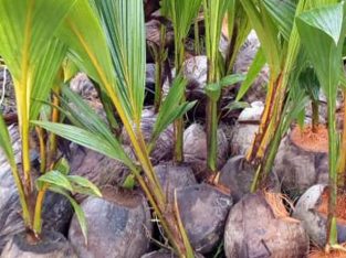 Hybrid Coconut Seedlings