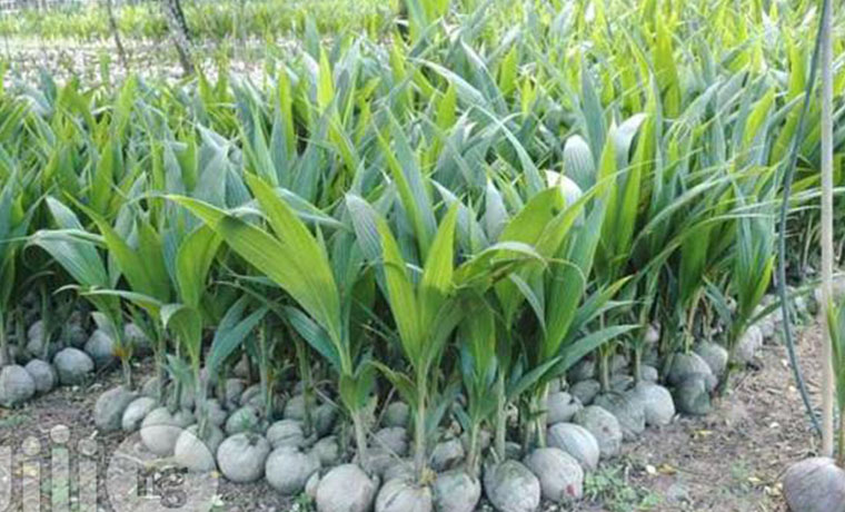 Hybrid Coconut Seedlings