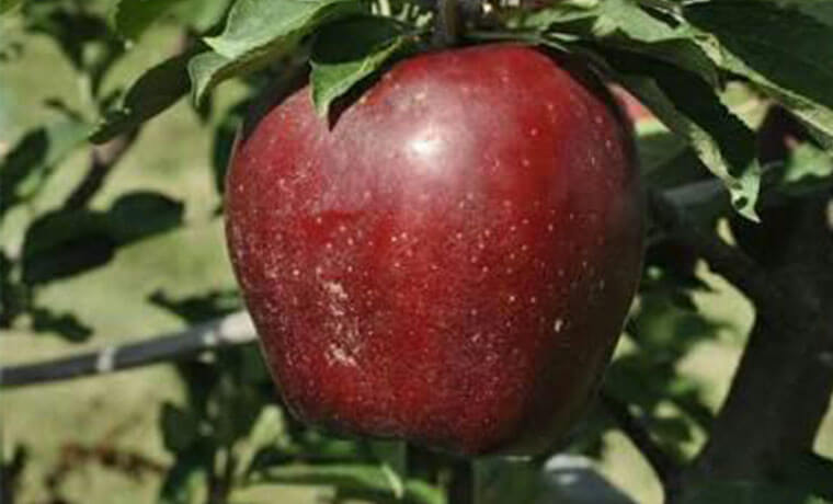 Red Apple Seedlings