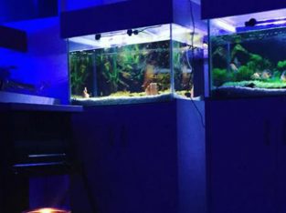 Aquarium In Lagos
