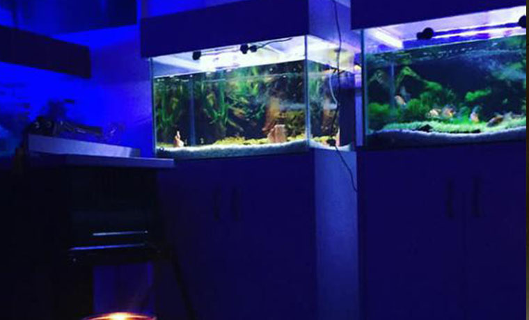 Aquarium In Lagos