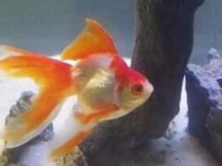 Ornamental Aquarium Fish