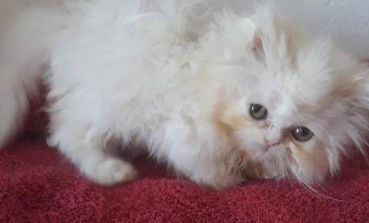 Imported Persian Kitten