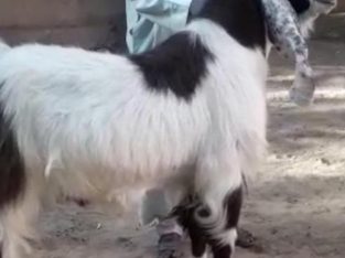 A Pair Of Gulabi Goats Available For Sale