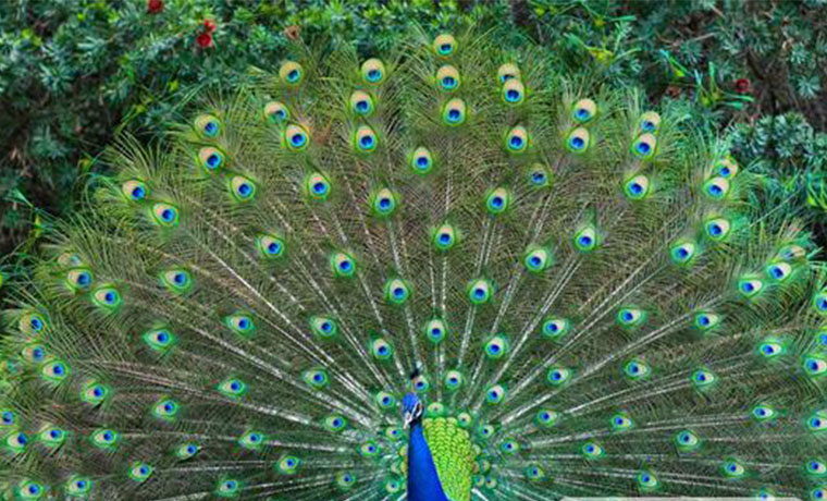 Peacock (Birds)