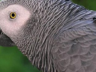 African Grey Parrot/ Senegalese Parrot/Indian Ring