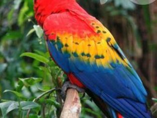 Imported Macaw Parrot