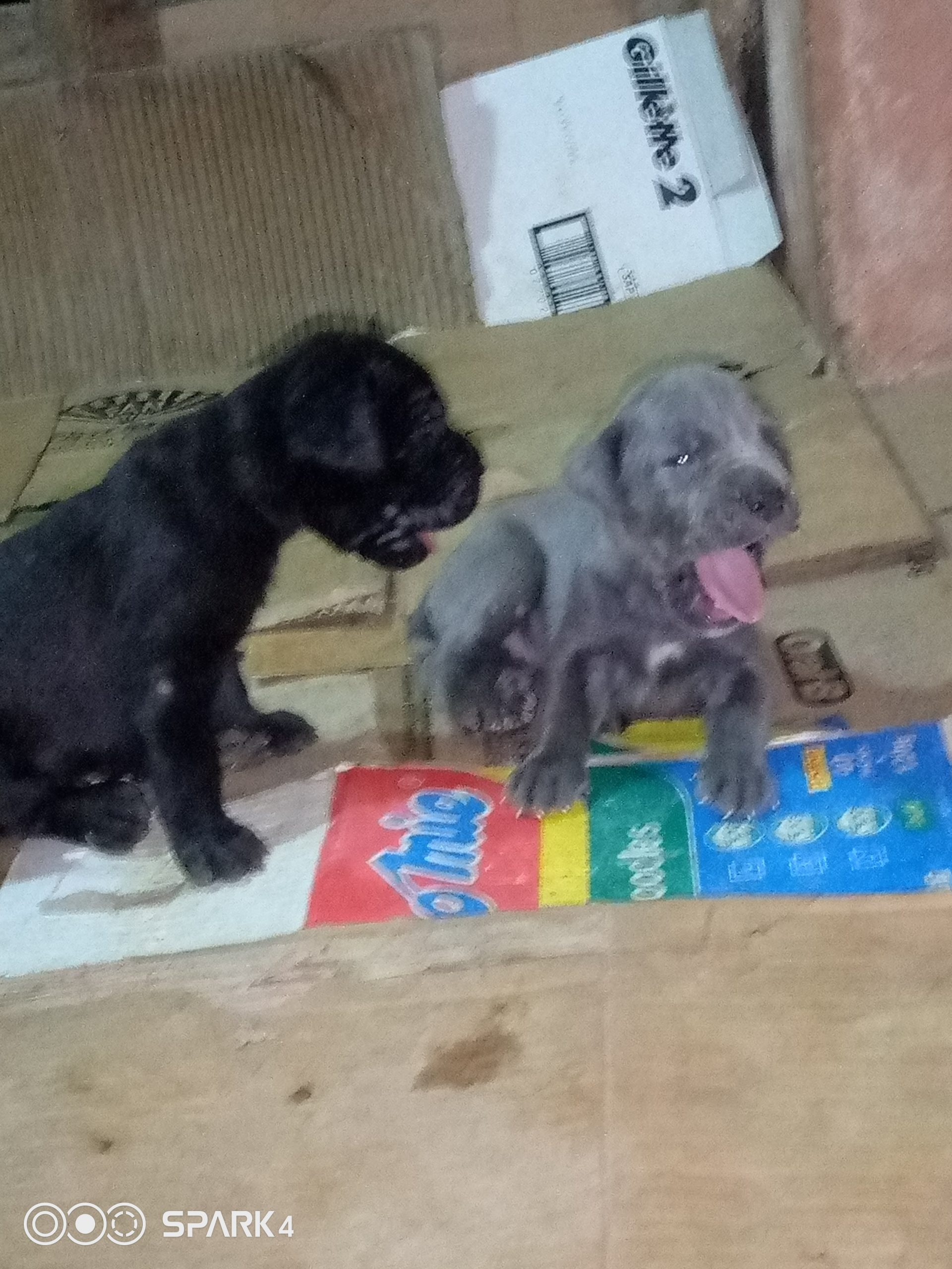 Neapolitan Mastiff Puppies for New Homes!!!