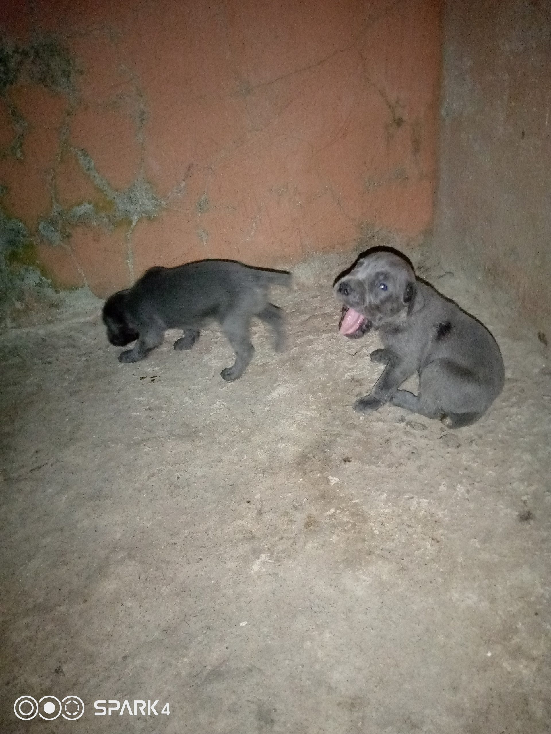 Neapolitan Mastiff Puppies for New Homes!!!
